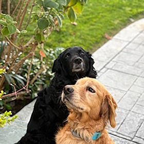 Contrarian Pets of the Week