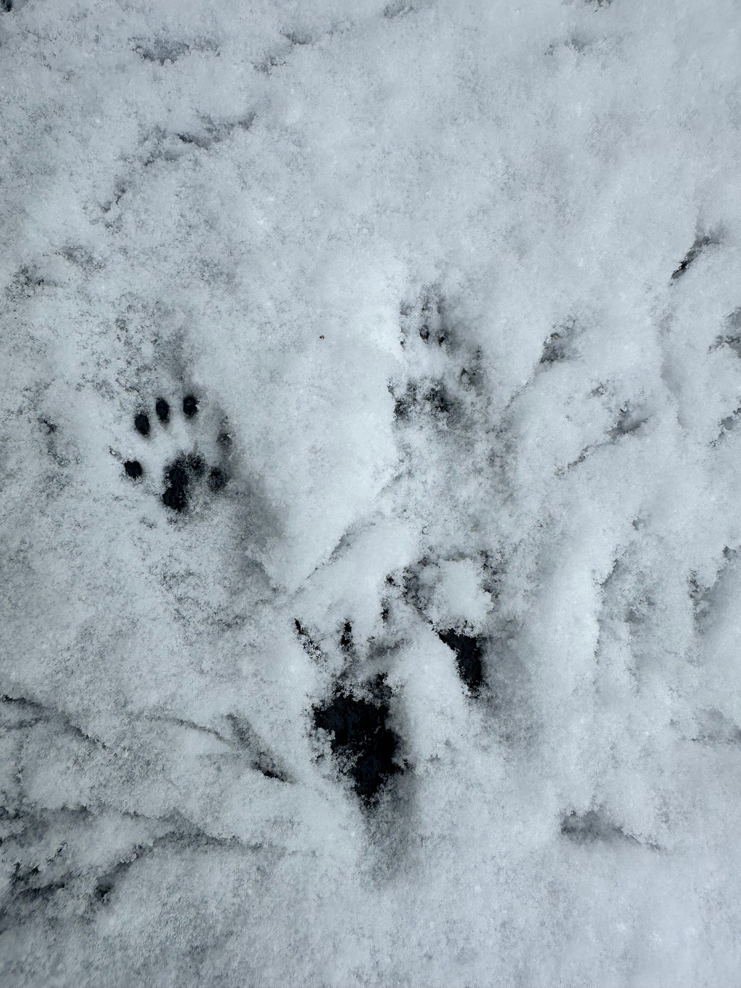 Paw prints in snow