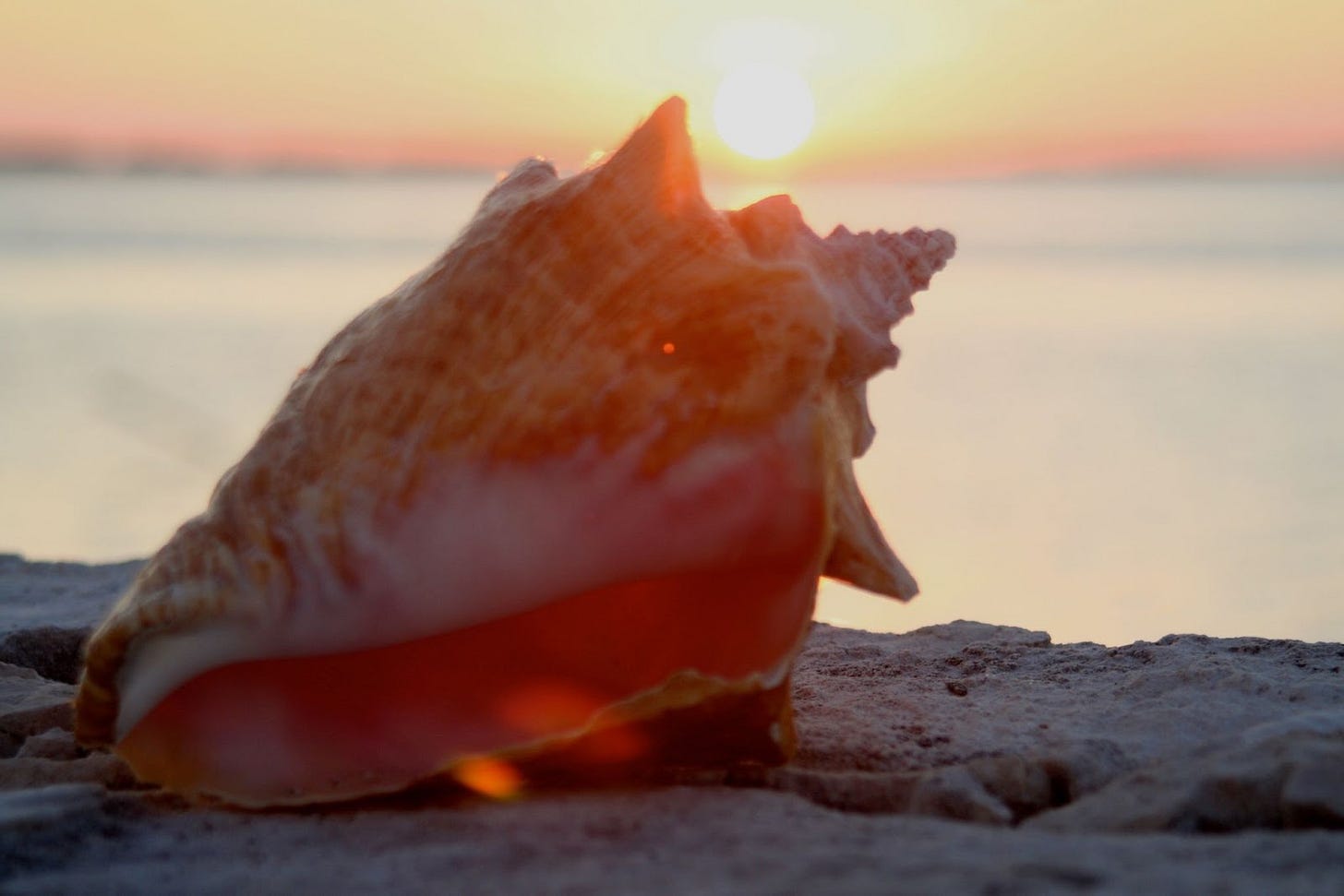 photo of conch shell