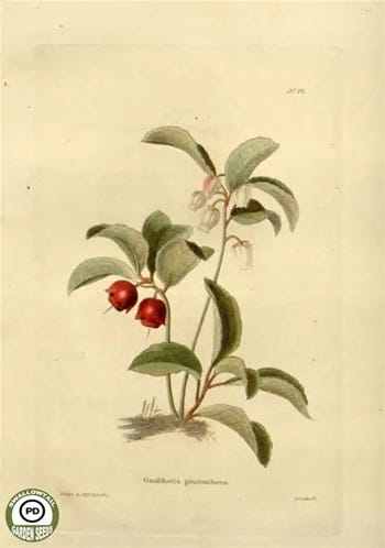 From the Spring Foraging Cookbook: Wintergreen, Wisteria and Yucca
