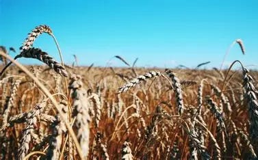 Image result for grain-heads in wind