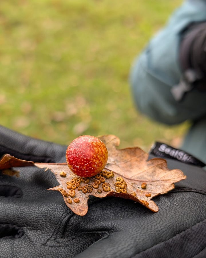 Gall on a fallen oak leaf and a river surrounded by trees