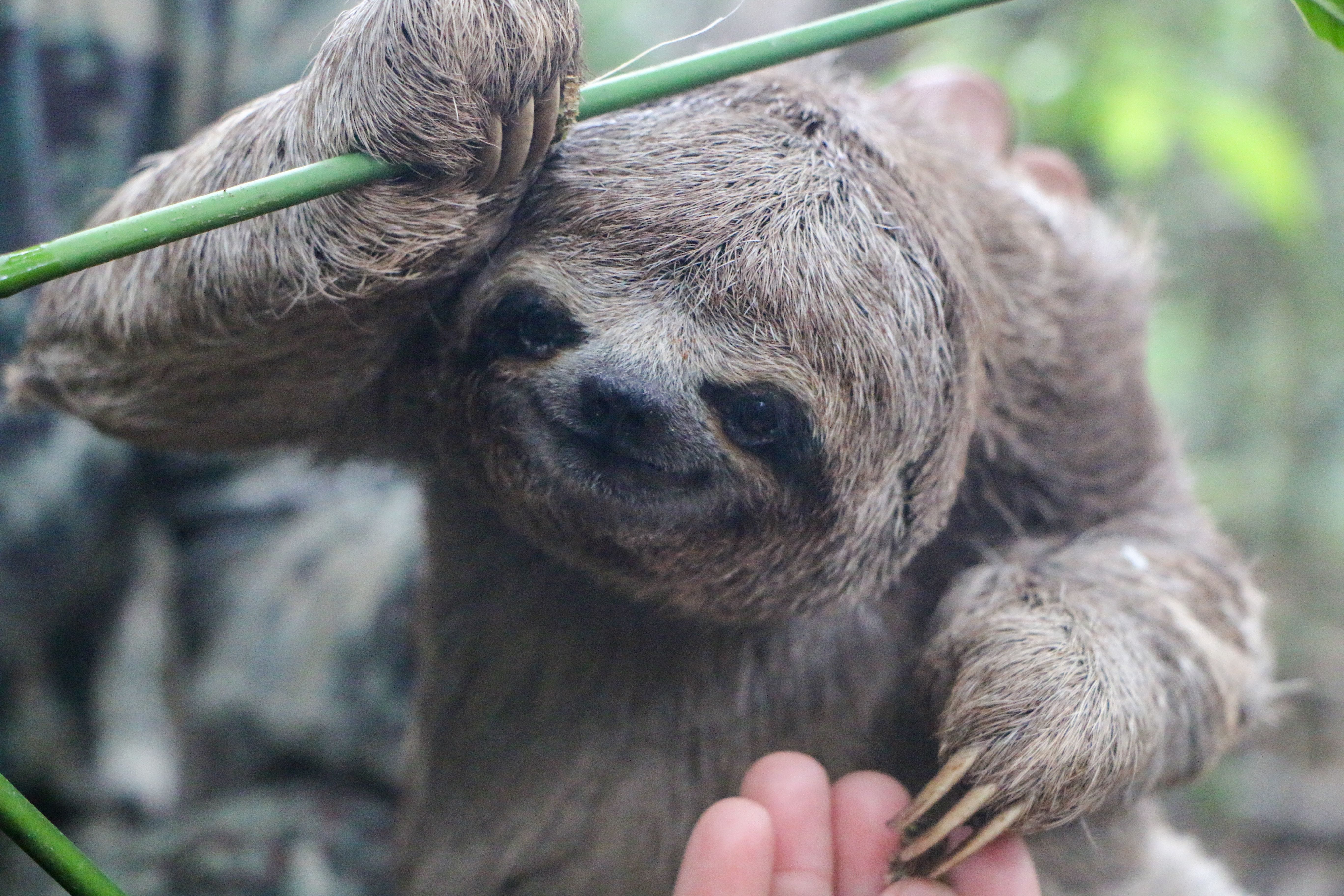 Sloths Can Hold Their Breath Longer Than Dolphins