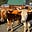 Cattle Culture's avatar