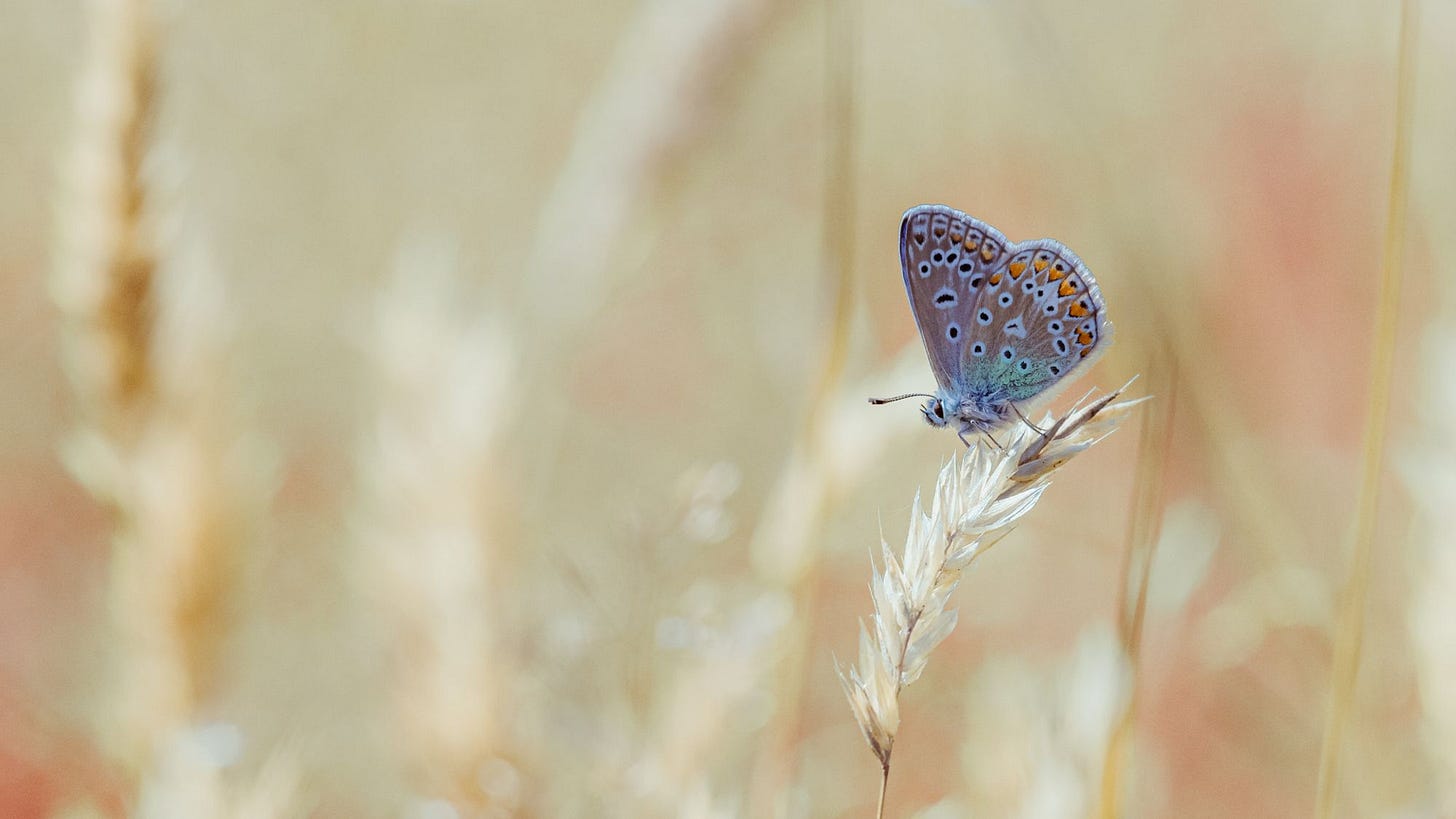 Large Blue Butterfly in the Wild Grasses