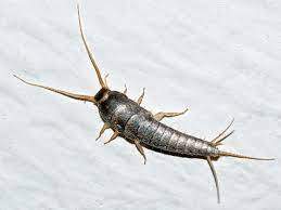 Silverfish - Wikipedia Silverfish - Wikipedia
