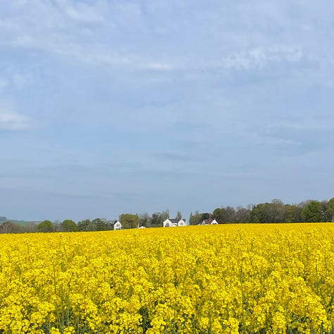 river with trees on both sides, a walking path with lots of green hills in the background, and a farm field full of yellow plants