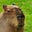 Wasserschweinchen's avatar
