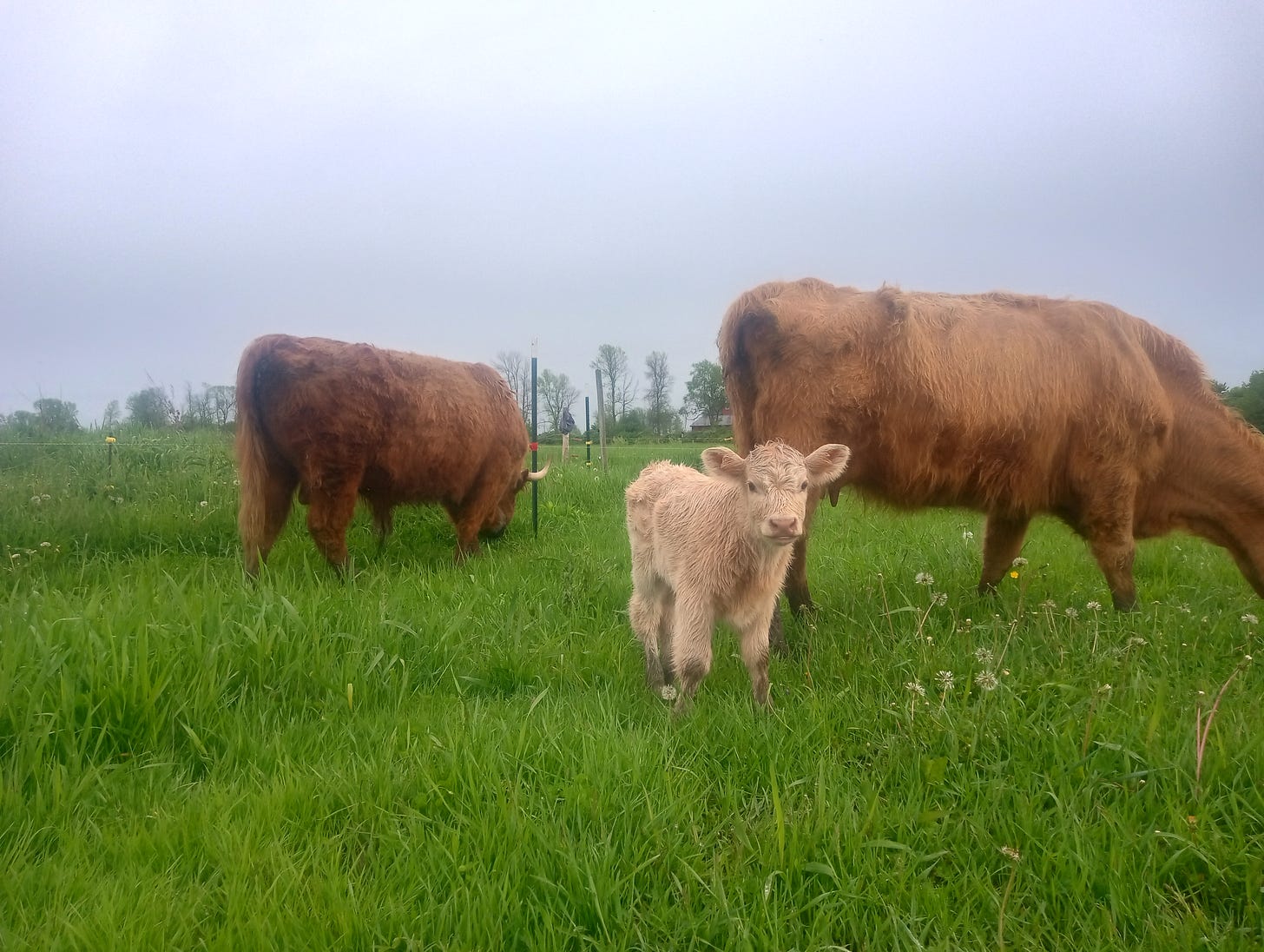 A young calf stands in the center of a lush green pasture between two adult cattle grazing under an overcast sky