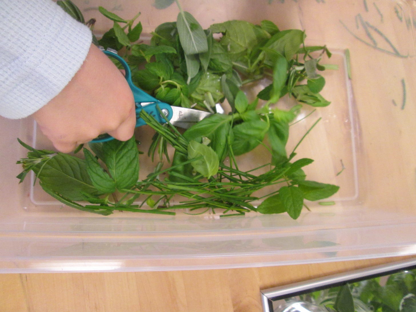 A young child's hands are in this image, cutting herbs with scissors