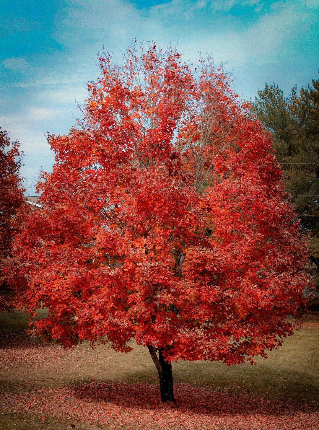 a tree with red leaves on the ground