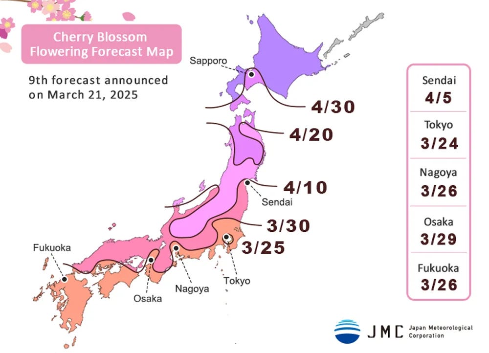 Here's the official Japan cherry blossom forecast for 2025 – updated March  21