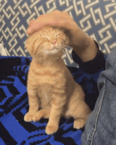 a person petting a kitten on a blue blanket a person petting a kitten on a blue blanket