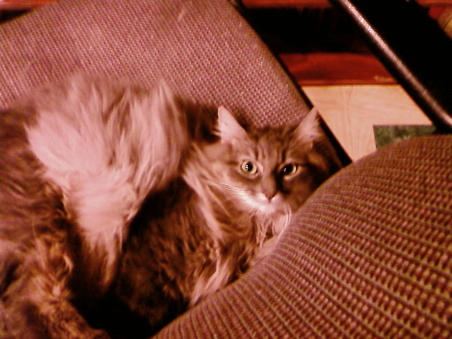 Feline Vocalization Kali Feline Vocalization Kali