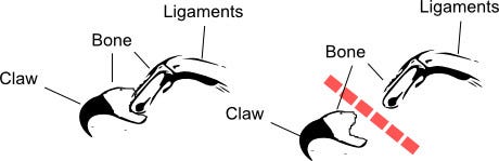 Declawing_Cats Declawing_Cats