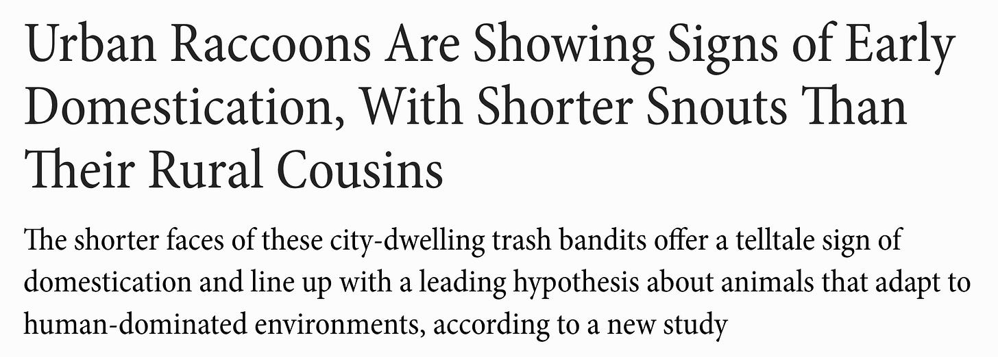 Urban Raccoons Are Showing Signs of Early Domestication, With Shorter Snouts Than Their Rural Cousins The shorter faces of these city-dwelling trash bandits offer a telltale sign of domestication and line up with a leading hypothesis about animals that adapt to human-dominated environments, according to a new study