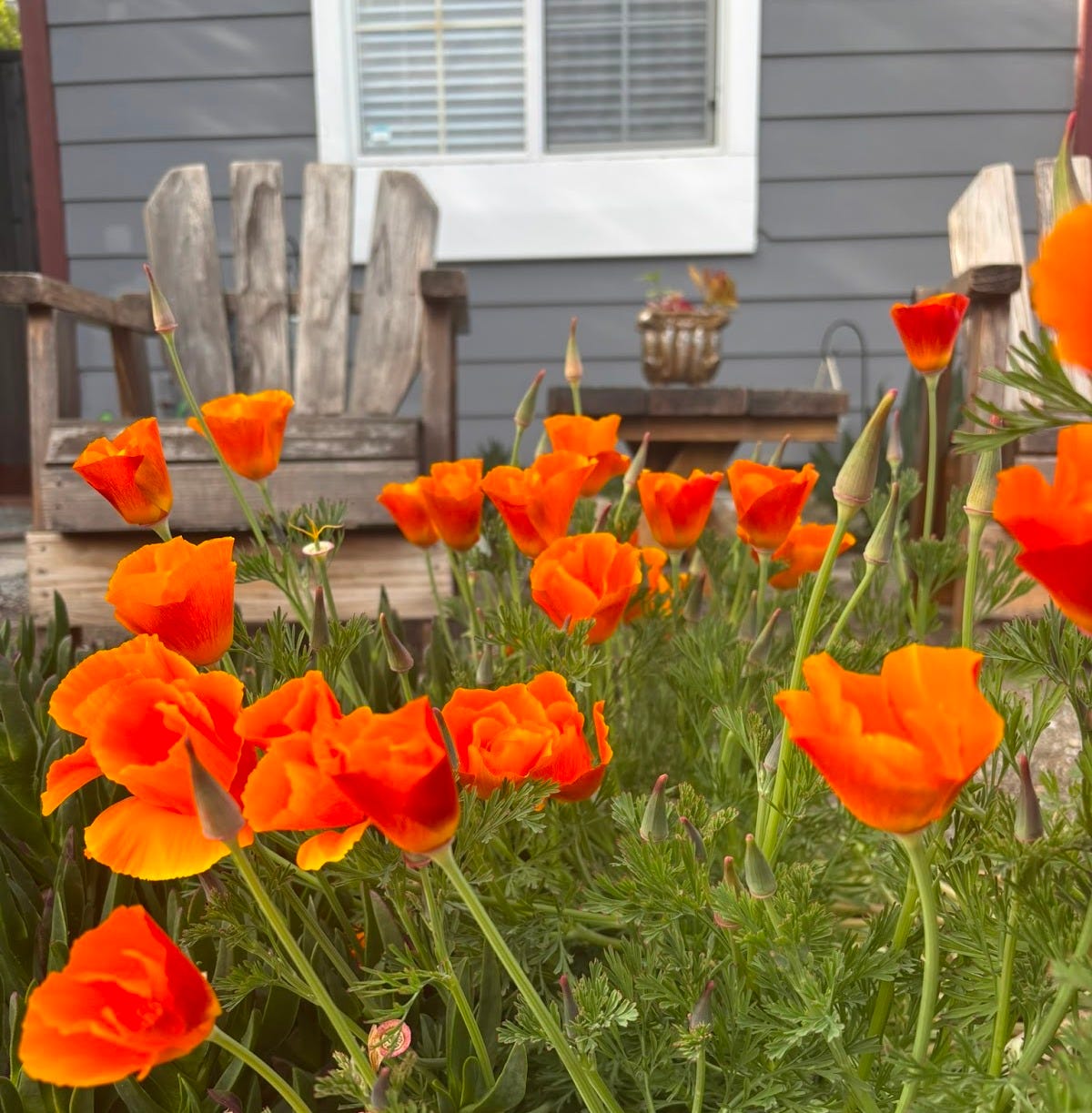 California poppies in front of a porch with a chair
