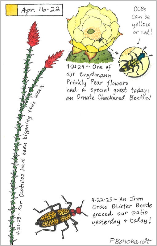 Perpetual Journal, week of Apr. 16-22: Ornate Checkered Beetle on Engelmann Prickly Pear Flower (2024); Ocotillo in Bloom and Iron Cross Blister Beetle (2023) Perpetual Journal, week of Apr. 16-22: Ornate Checkered Beetle on Engelmann Prickly Pear Flower (2024); Ocotillo in Bloom and Iron Cross Blister Beetle (2023)