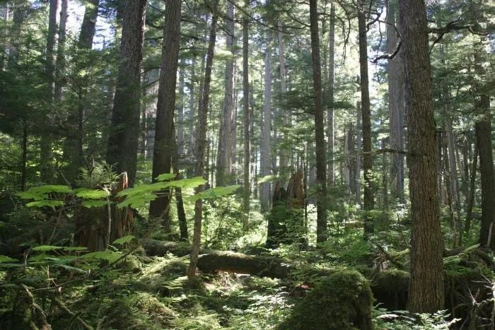 Tongass National Forest.