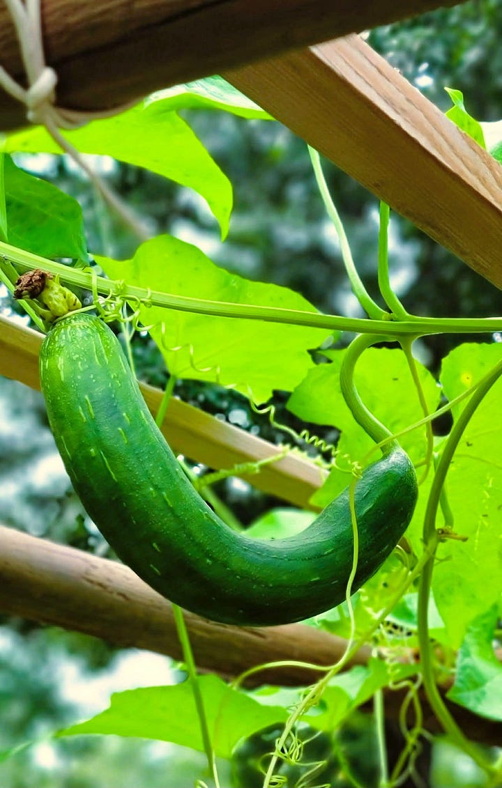 Young Luffa squash growing, and sponges ready to dry after harvesting and cleaning.