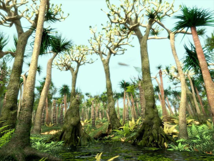A Carboniferous forest of odd trees growing in a swamp A Carboniferous forest of odd trees growing in a swamp