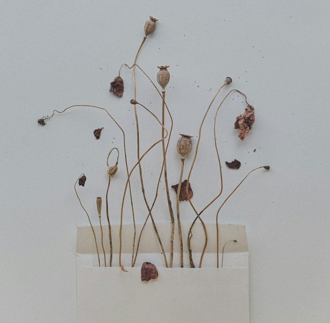 A white vase with dried flowers in it A white vase with dried flowers in it