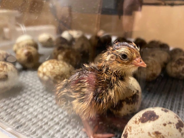 quail chick next to hatching eggs