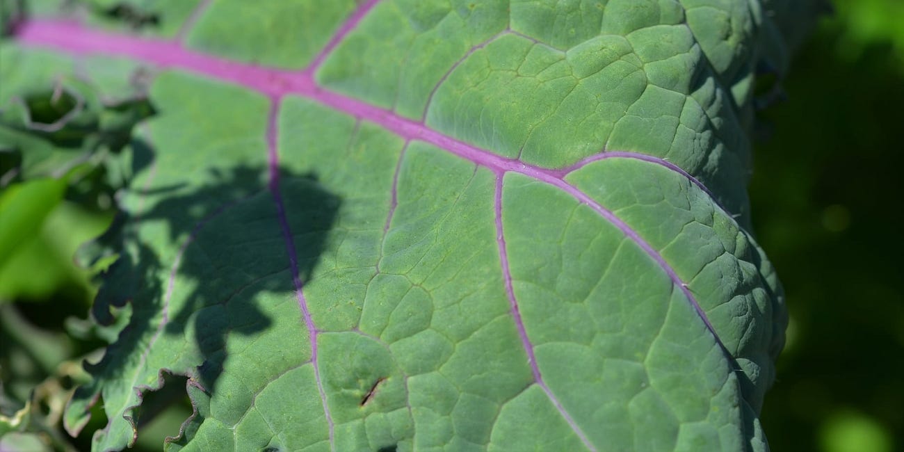 Kale: a nutritional powerhouse and an ideal candidate for the regenerative garden