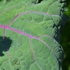 Kale: a nutritional powerhouse and an ideal candidate for the regenerative garden