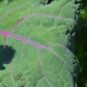 Kale: a nutritional powerhouse and an ideal candidate for the regenerative garden