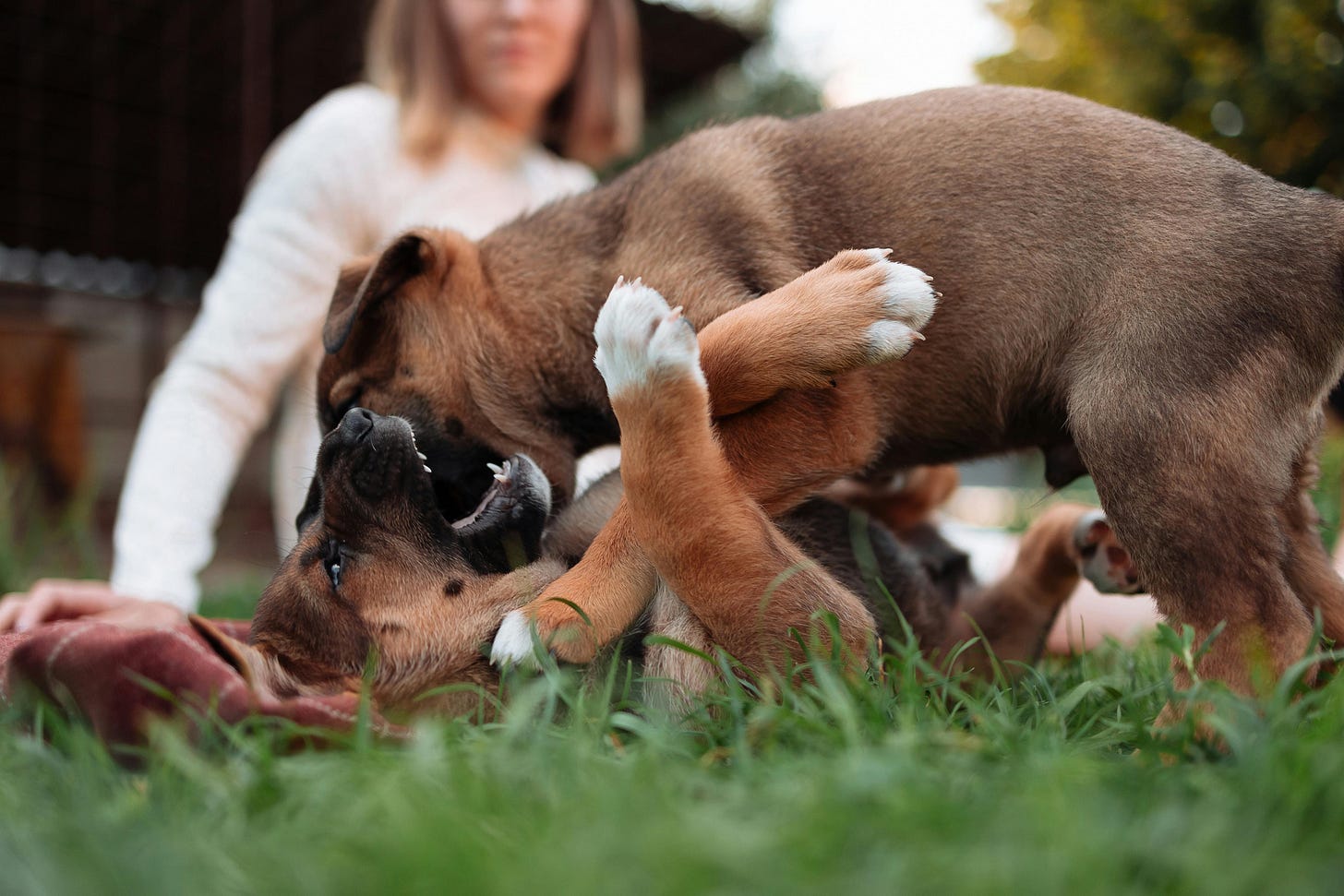 two dogs wrestling in grass at dog park