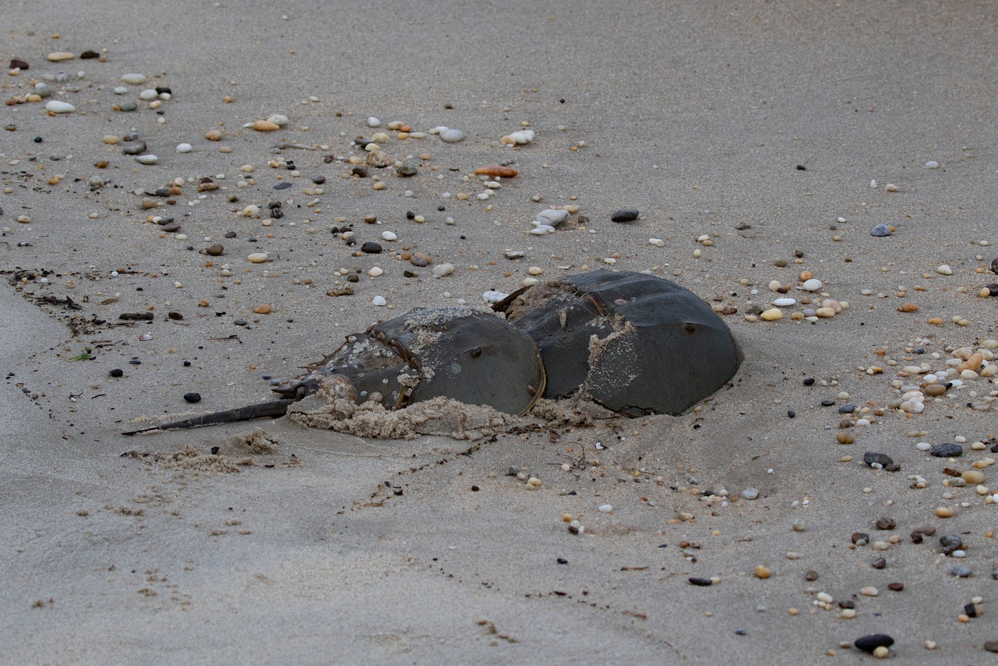 two horseshoe crabs on a sandy beach sparsely covered with pebbles. the rear crab is smaller and has mounted the larger front crab.