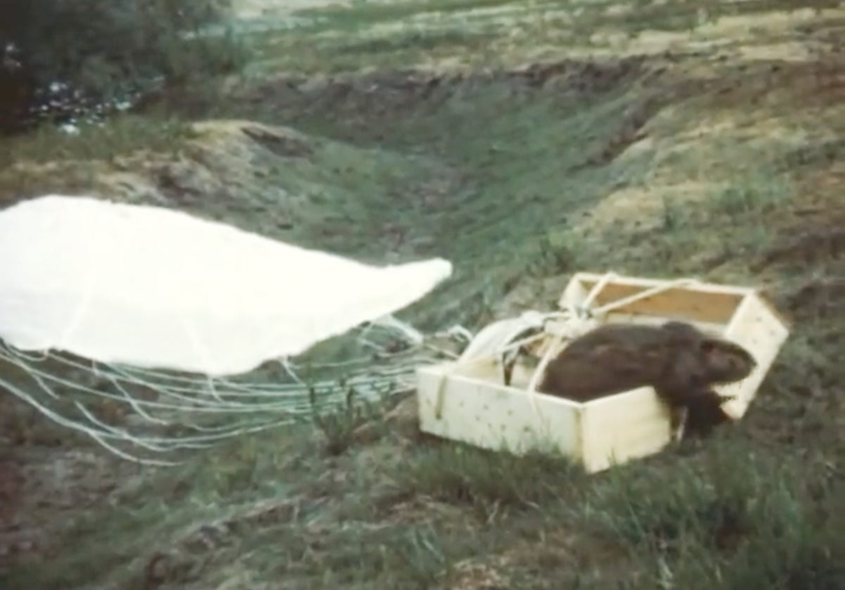 Archival footage of beaver drop