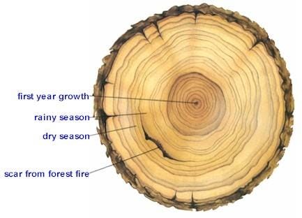 http://serc.carleton.edu/images/research_education/corals/tree_rings.v2.jpg