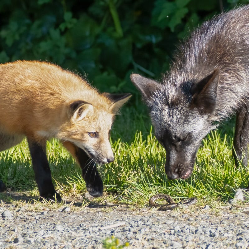 20250610-SJI3-668-Edit.jpg 20250610-SJI3-668-Edit.jpg