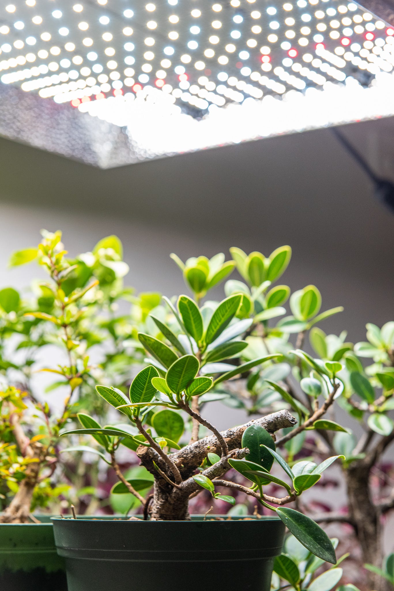 ID: View of the LED grow light from underneath showing the array of blue, warm, and red LEDs above a ficus tree