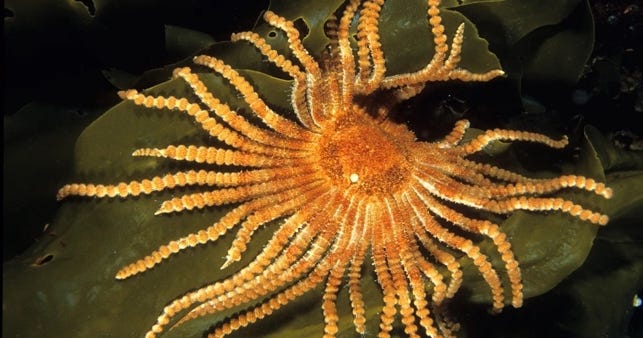 the Antarctic Sun Starfish