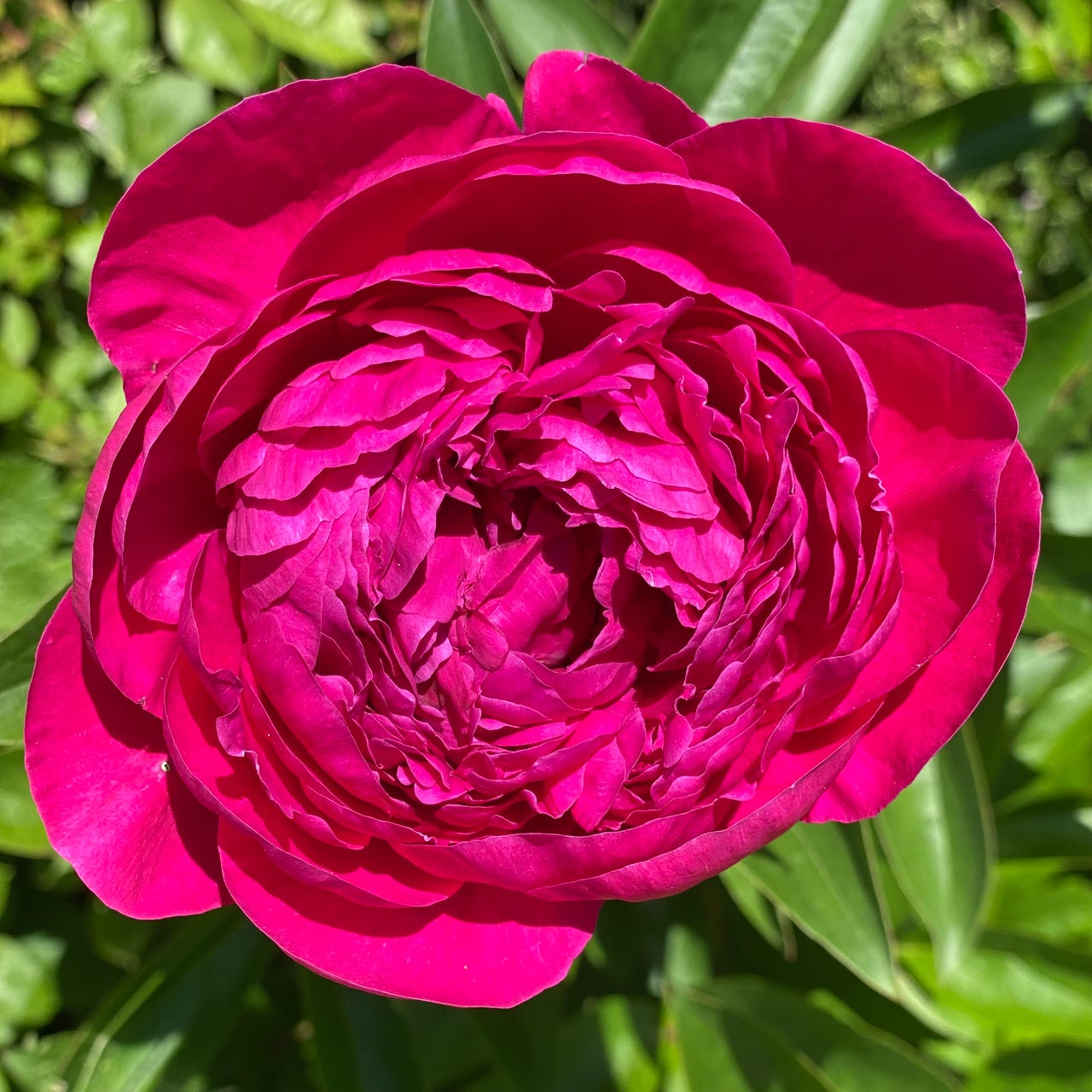 L'infolettre de Nancy Bourdon