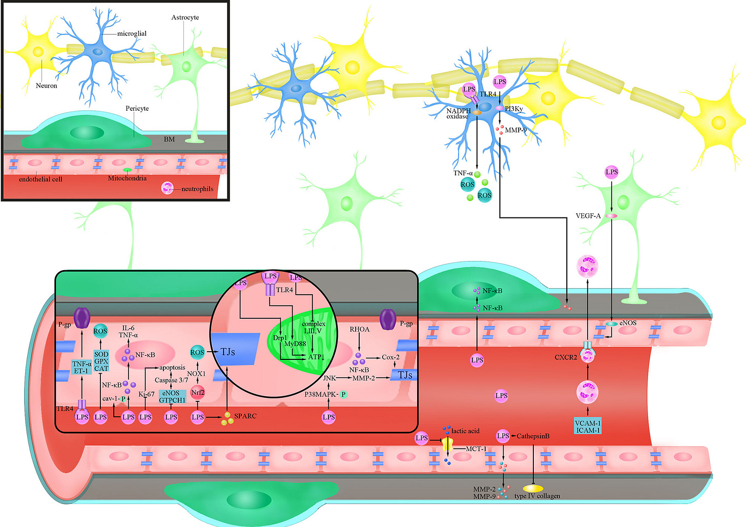 Frontiers | Blood-Brain Barrier Disruption by Lipopolysaccharide and  Sepsis-Associated Encephalopathy