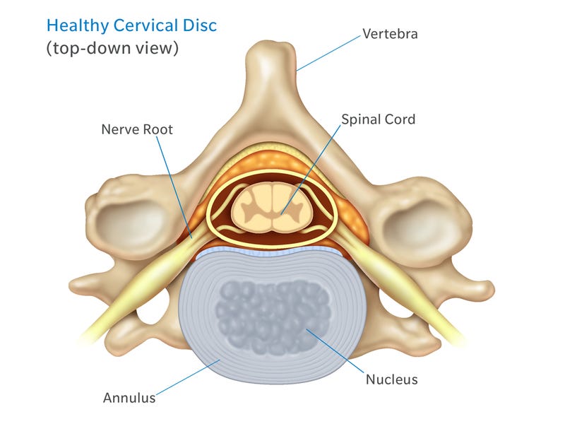 healthy disc anatomy 