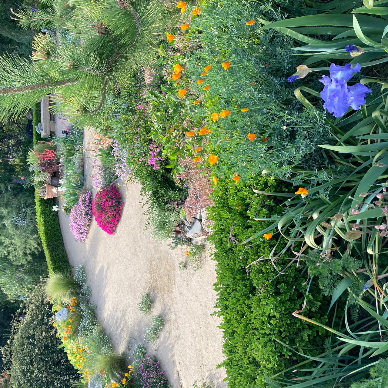 ”Kitten’s Secret Garden”