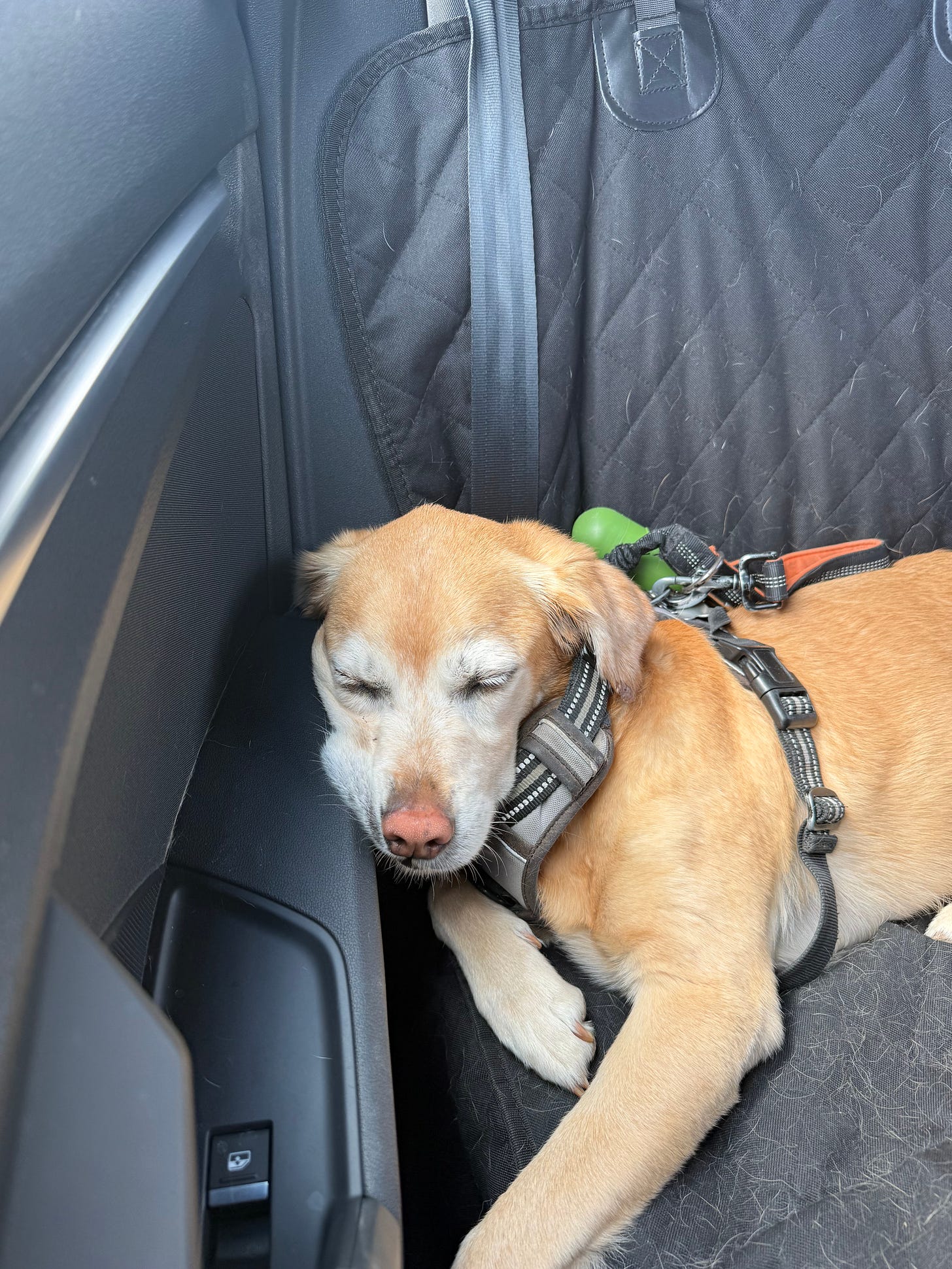 A dog sleeping in a car