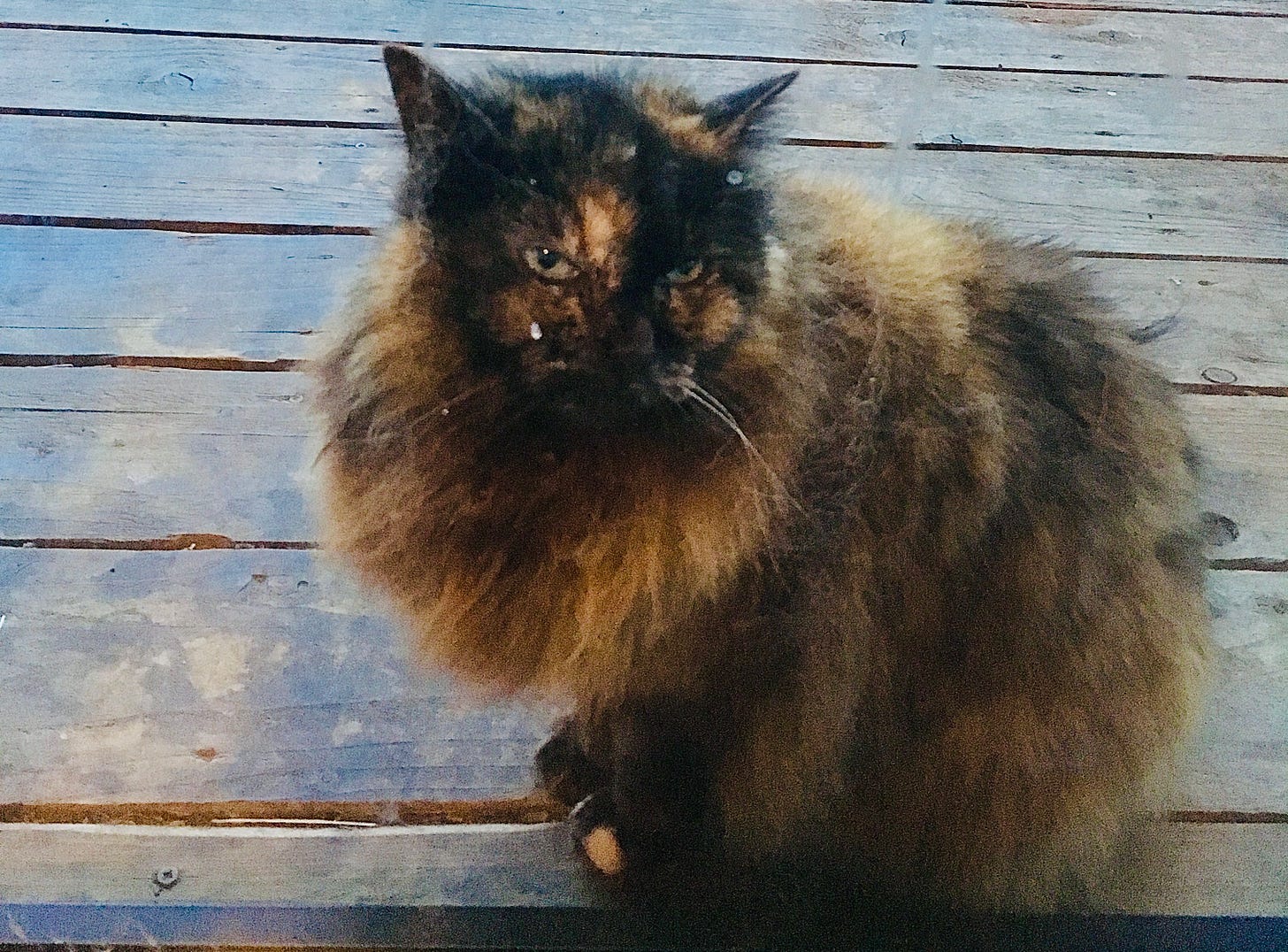 Missie the ancient cat