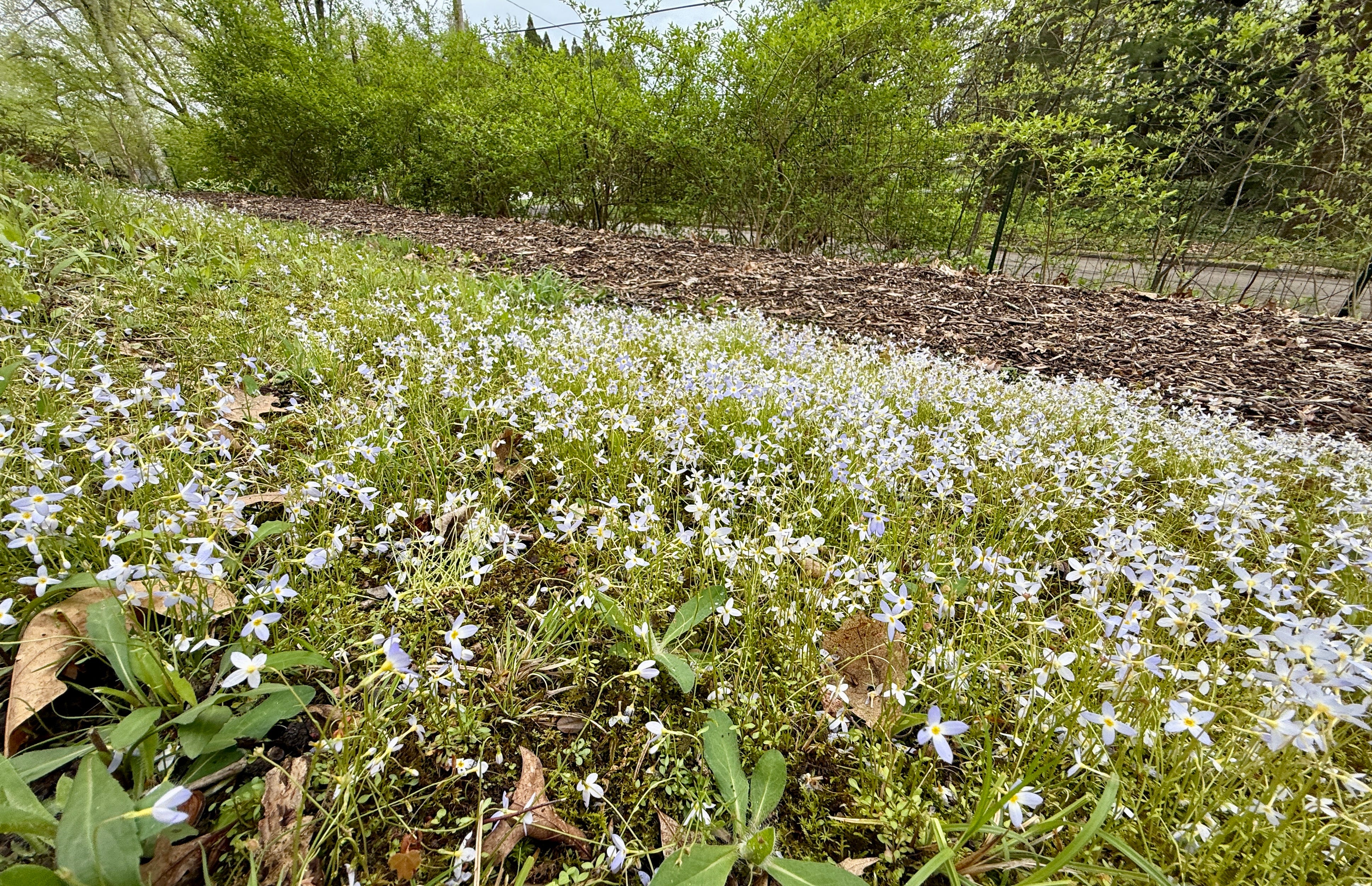 How to Grow Bluets - Julie Witmer Gardens Newsletter
