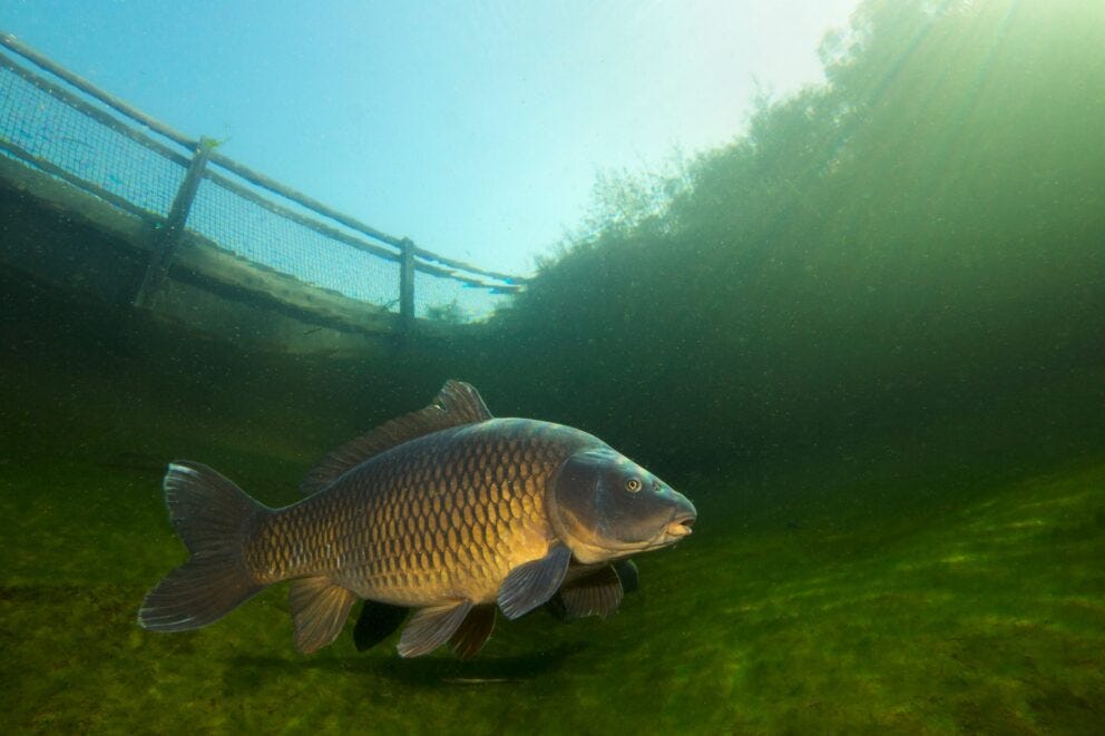 Common Carp - Nevada Department of Wildlife