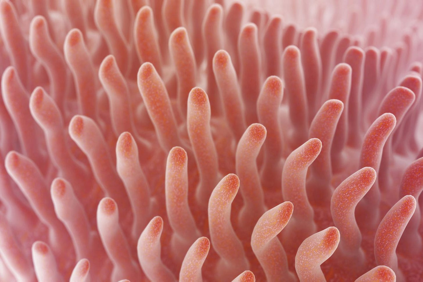 What Intestinal Villi Do and Conditions That Affect Them What Intestinal Villi Do and Conditions That Affect Them