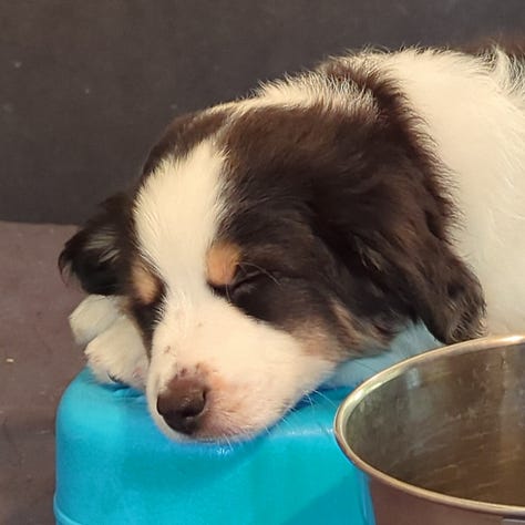 Dante sleeping, then in the kennel in the car, and finally in his new play pen.