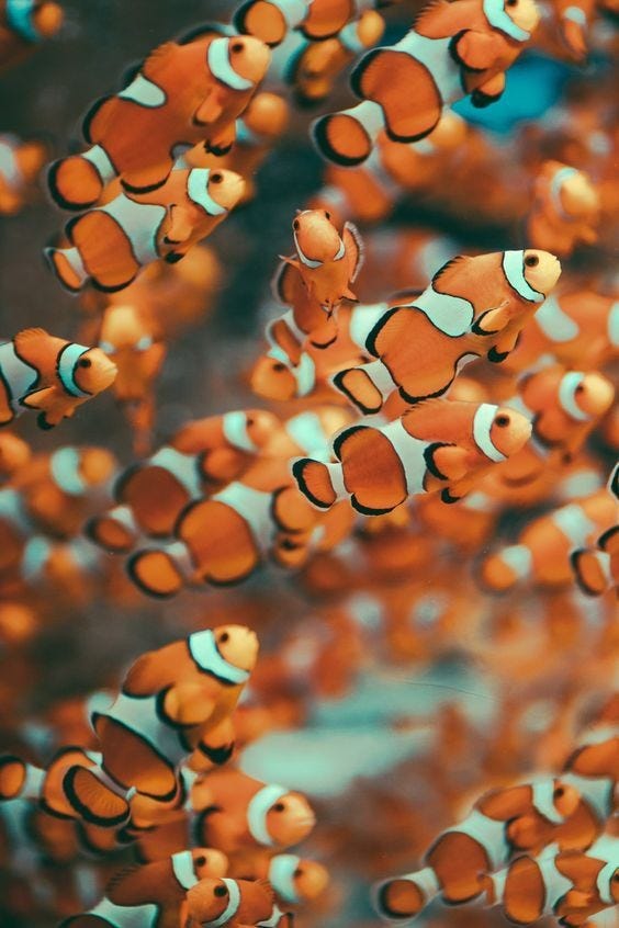 A Pinterest pin added by isagarcia on Apr 21, 2024. The author is Isa Garcia. May present: clown fish aesthetic, clownfish, plant, vertebrate, leaf.