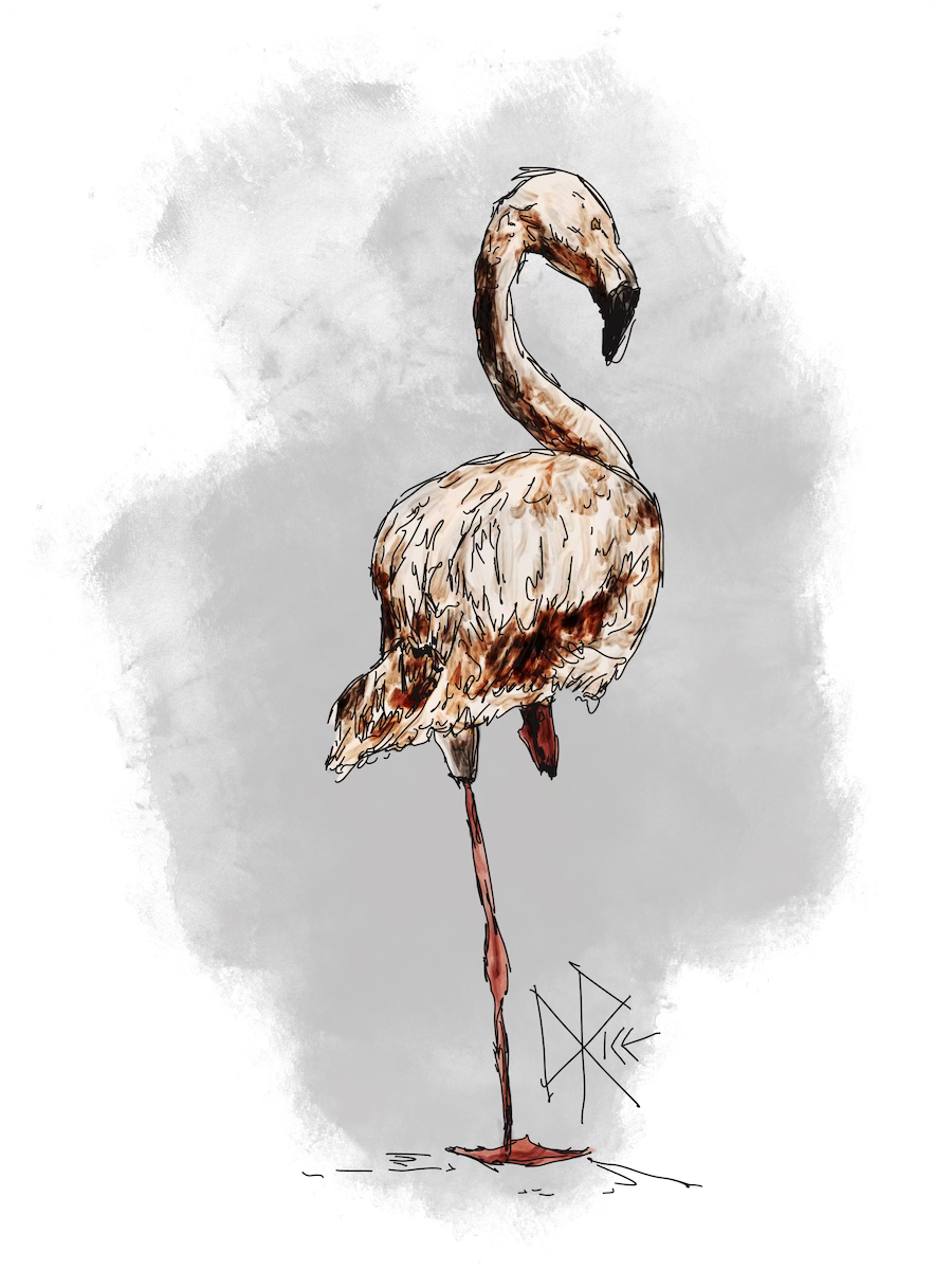 A flamingo stands on one leg with the other tucked beneath the body. No one really knows why they do this. Sketch art by Don Rice.