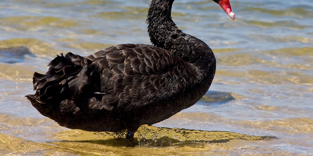 A Hungry Spider, Bertrand Russel Chicken, and the Black Swan
